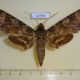 52394p-Sphingidae-Meganoton-nyctiphanes-Thailand-6