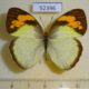 52396p-Pieridae-Ixias-pyrene-Thailand-6