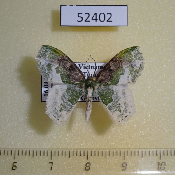 Geometridae Eucyclodes semialba Vietnam