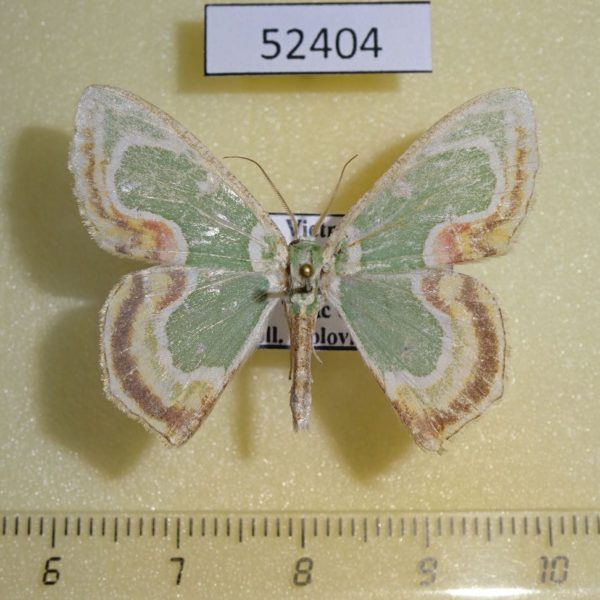Geometridae Eucyclodes sanguilineata Vietnam