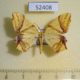 52408p-Geometridae-Trotocraspeda-divaricata-Vietnam-8