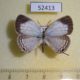 52413p-Lycaenidae-Jamides-celeno-Vietnam-6