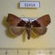 52414p-Noctuidae-Acidon-sp.-f-Vietnam-7