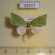 52417p Noctuidae Tyana falcata Vietnam $10