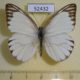 52432p-Pieridae-Appias-olferna-Thailand-5