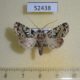 52438p-Noctuidae-Yula-muscosa-Vietnam-8