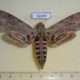 52439p-Sphingidae-Agrius-convolvuli-f-Thailand-10
