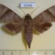 52446p-Sphingidae-Acosmeryx-shervillii-Thailand-6