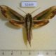 52449p-Sphingidae-Pergesa-acteus-Thailand-6