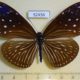 52456p-Nymphalidae-Euploea-mulciber-f-Vietnam-7