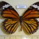 52457p-Nymphalidae-Danaus-genutia-Vietnam-6