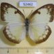 52462p-Pieridae-Catopsilia-pomona-crocale-f-Vietnam-8