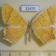 52470p-Geometridae-Thinopteryx-crocopterata-Vietnam-7