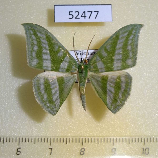Geometridae Mixochlora vittata Vietnam