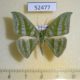 52477p-Geometridae-Mixochlora-vittata-Vietnam-10