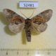 52481p-Notodontidae-Peridea-aliena-Primorye-6