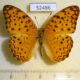 52486p-Nymphalidae-Phalanta-phalantha-Thailand-6