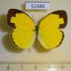 52488p-Pieridae-Eurema-hecabe-Thailand-5