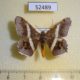 52489p-Geometridae-Semiothisa-eleonora-Thailand-5