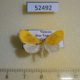 52492p-Noctuidae-Ariolica-nephodes-Vietnam-6