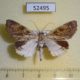 52495p-Noctuidae-Masca-abactalis-Vietnam-7