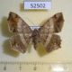 52502p-Geometridae-Semiothisa-sp.-f-Vietnam-6
