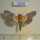 52508p-Crambidae-Nevrina-procopia-Vietnam-10