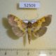 52509p-Crambidae-Pleuroptya-scinisalis-Vietnam-5