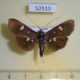 52510p-Crambidae-Rhagoba-octomaculalis-Vietnam-6