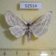 52514p Thyrididae Epaena candidatalis f Vietnam $7