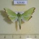 52530p-Crambidae-Parotis-suralis-Vietnam-7