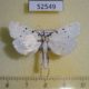 52549p-Crambidae-Brihaspa-atrostigmella-Vietnam-7