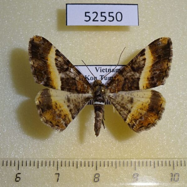 Geometridae Harutalcis vialis Vietnam