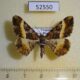 52550p Geometridae Harutalcis vialis Vietnam $5