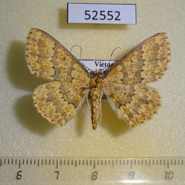 Geometridae Perixera sarawackaria Vietnam