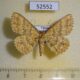 52552p-Geometridae-Perixera-sarawackaria-Vietnam-7
