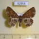 52553p-Geometridae-Abaciscus-tristis-f-Vietnam-8