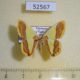 52567p-Geometridae-Plutodes-exquisita-Vietnam-6
