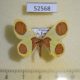 52568p-Geometridae-Plutodes-malaysiana-Vietnam-7