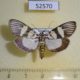 52570p-Crambidae-Heortia-vitessoides-Vietnam-6