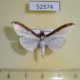 52574p-Crambidae-Cydalima-conchylalis-Vietnam-7