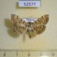52577p-Crambidae-Dichocrocis-definita-Vietnam-6