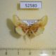 52580p-Thyrididae-Pyrinioides-sinuosus-Vietnam-6