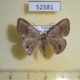 52581p-Geometridae-Tasta-micaceata-Vietnam-6