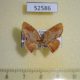 52586p-Geometridae-Chrysocraspeda-plumbeofusa-Vietnam-5