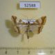 52588p Crambidae Glyphodes naralis Vietnam $7