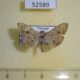 52589p-Crambidae-Glyphodes-sp.-Vietnam-5