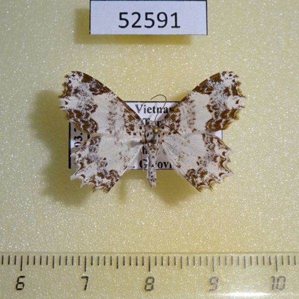 Geometridae Iridoplecta ferrifera Vietnam