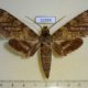 52599p-Sphingidae-Meganoton-nyctiphanes-Thailand-6