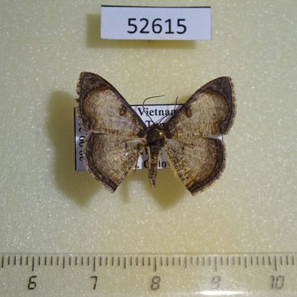 Geometridae Hydatocapnia gemina Vietnam